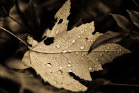 Ubuntu 10.04 Official Wallpaper Pack | HD Wallpapers